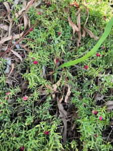 Plant found in First Nations Cultural Tour Adelaide
