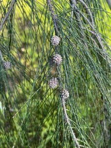 Plants found in First Nations Tour Adelaide